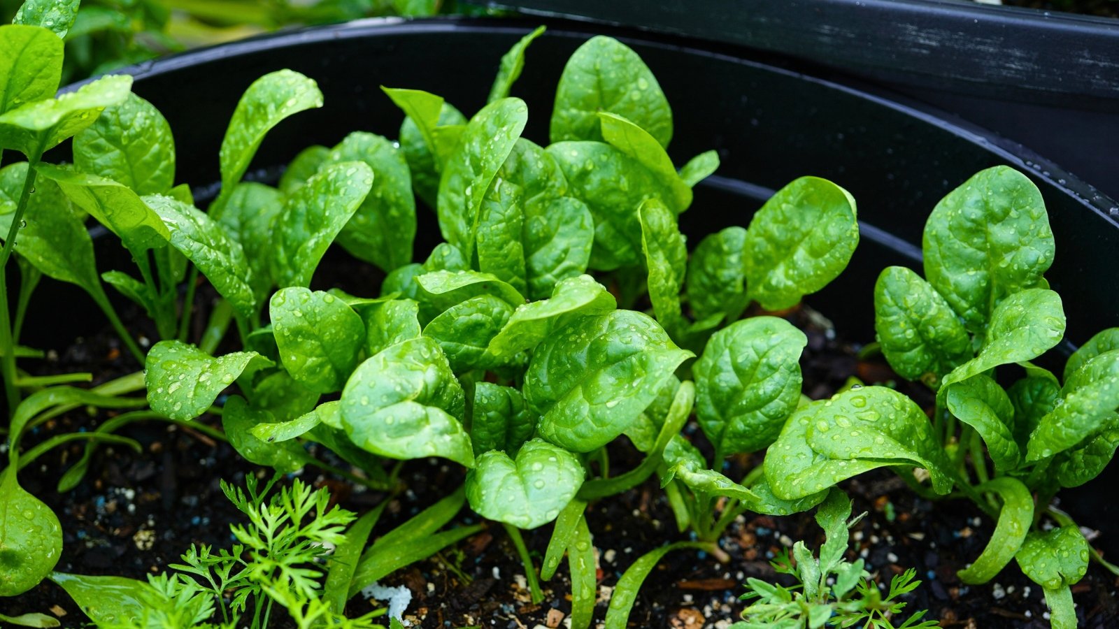 A cluster of young, slightly crinkled, rounded, deep-green leaves with visible veins grows close to the soil in a large black container.