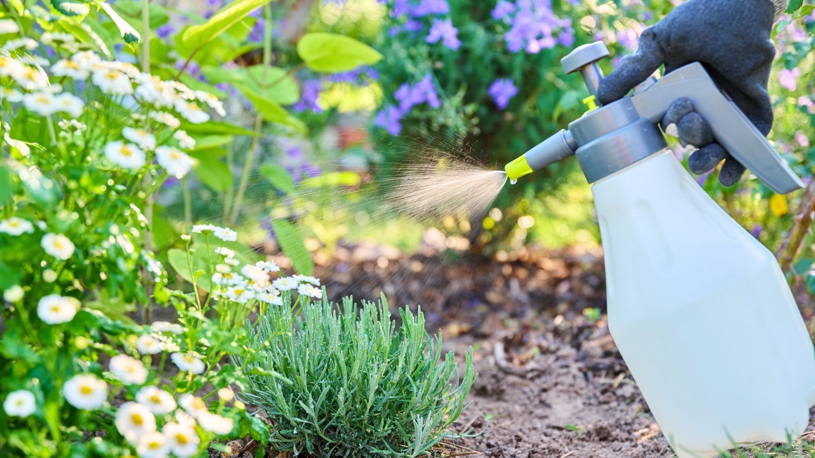 A gardener’s hand in a gray glove sprays chemicals from a white plastic sprayer bottle onto blooming garden flowers and foliage.