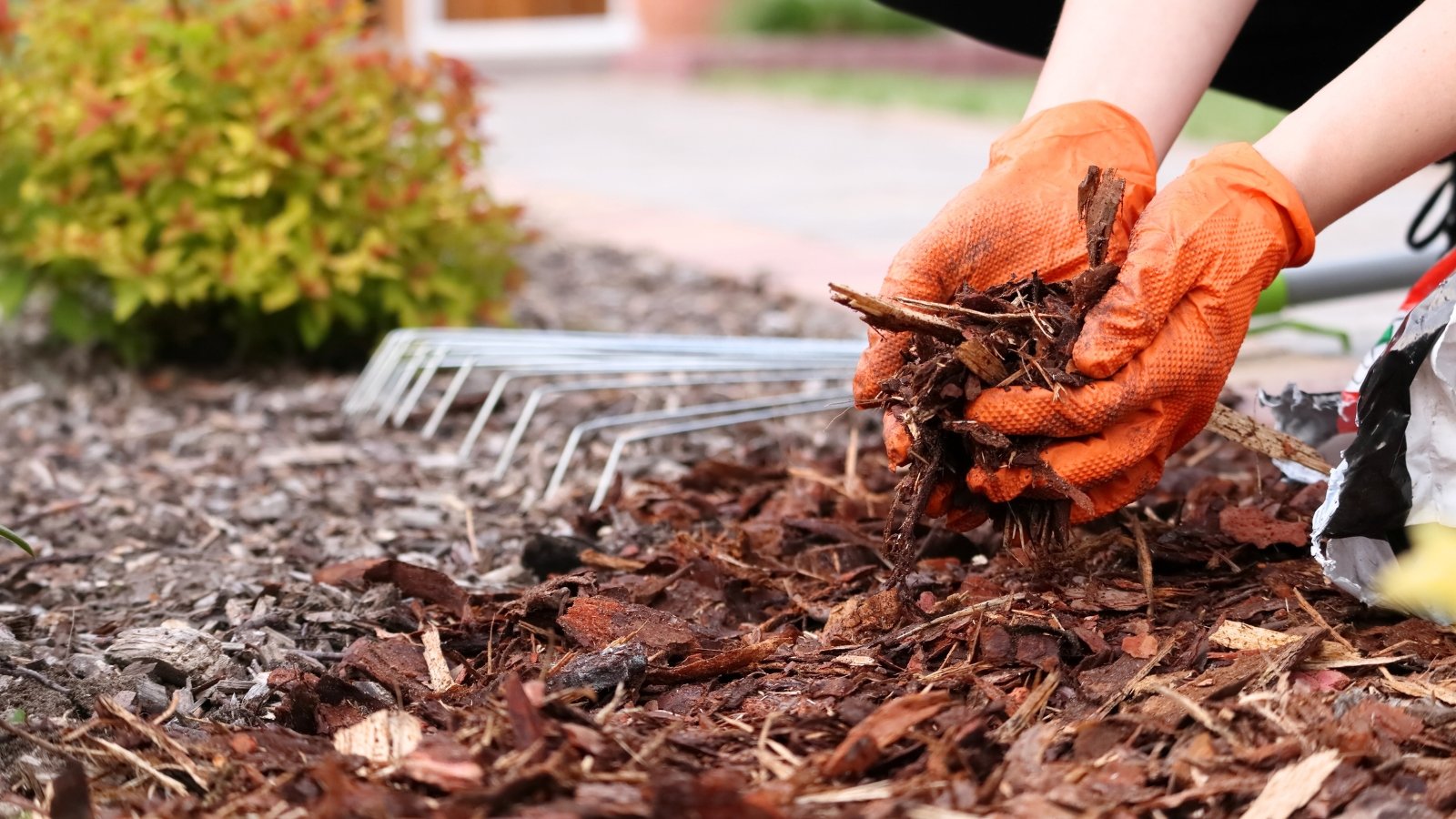 A woman wearing orange gloves spreads bark mulch over the soil in a flowerbed, over freshly transplanted flowering bulbs to protect and nourish them.