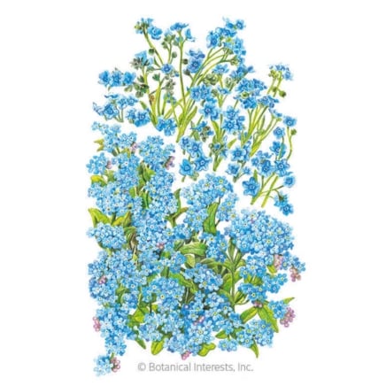 Spring and Summer Forget-Me-Not Seeds
