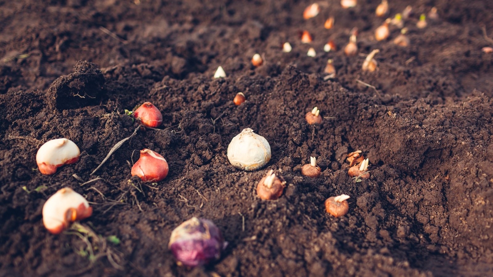 Tulip, narcissus, crocus, and hyacinth bulbs with rounded, oval, and teardrop shapes partially buried in soil in a garden bed.