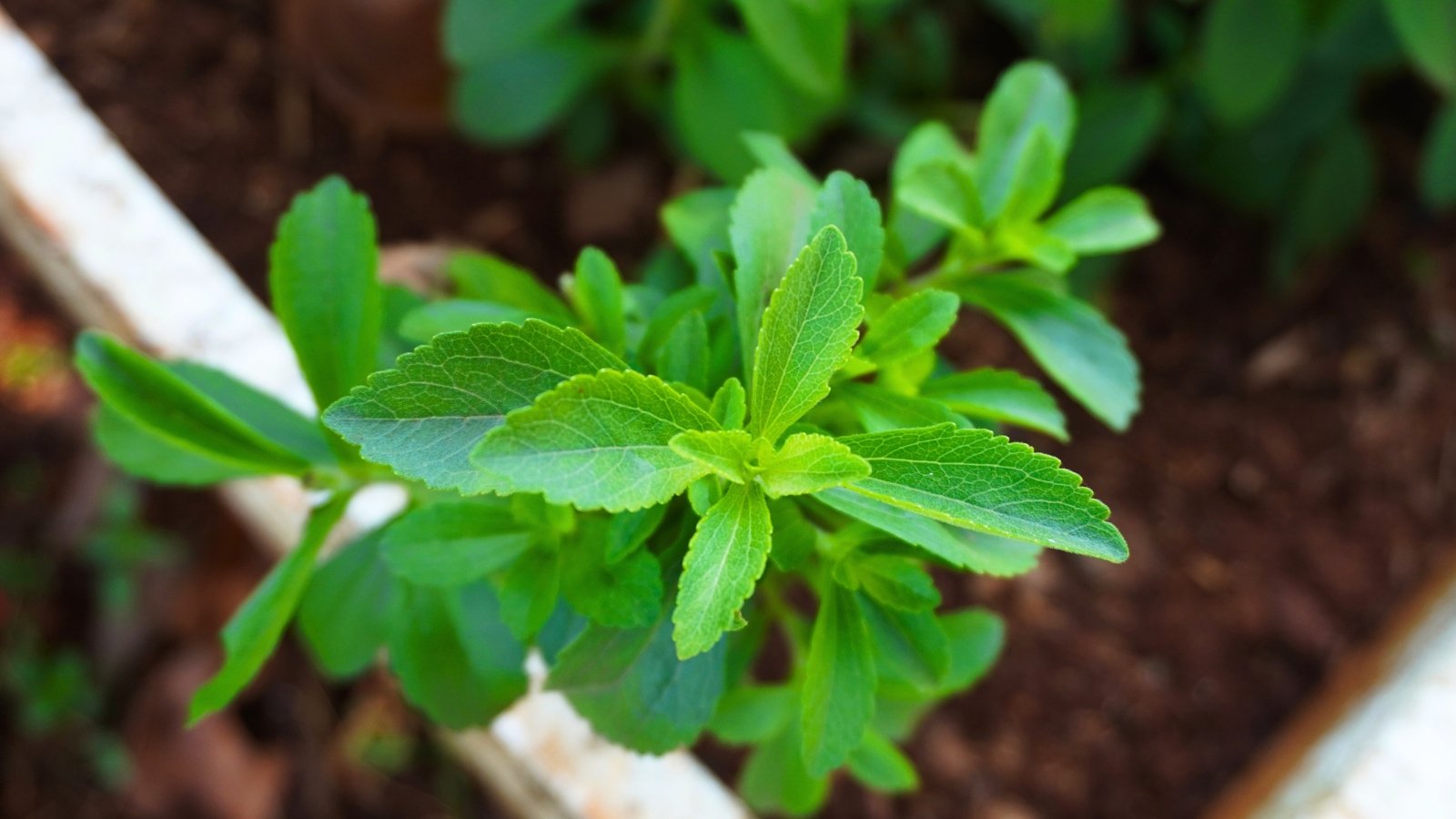 Medium-green, slightly elongated oval leaves with soft, serrated edges emerge in opposite pairs on new growth.