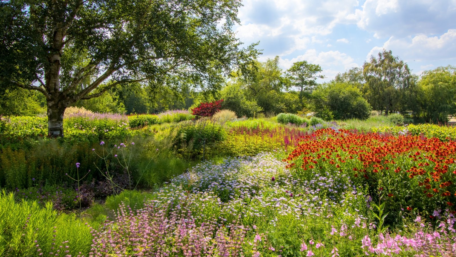A summer country garden landscape features tall, leafy trees surrounding open meadows filled with blooming native plants in a vibrant, natural setting.
