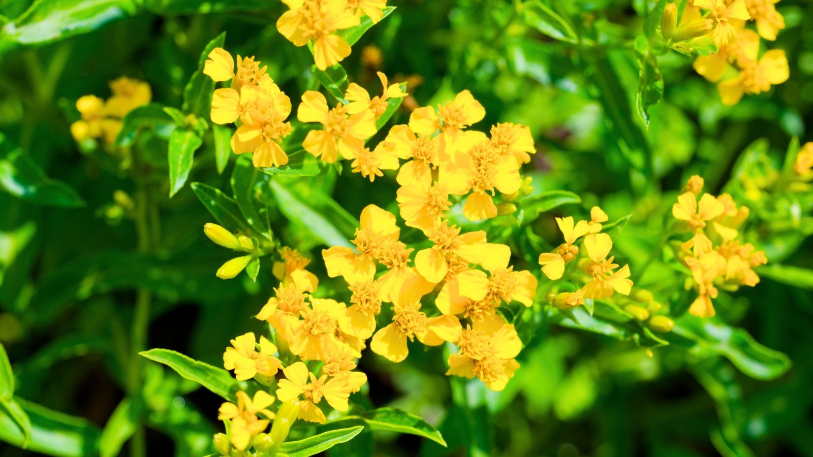 A dense mass of small, flat, bright yellow flowers with numerous ray florets stands out against the dark green, thin leaves.