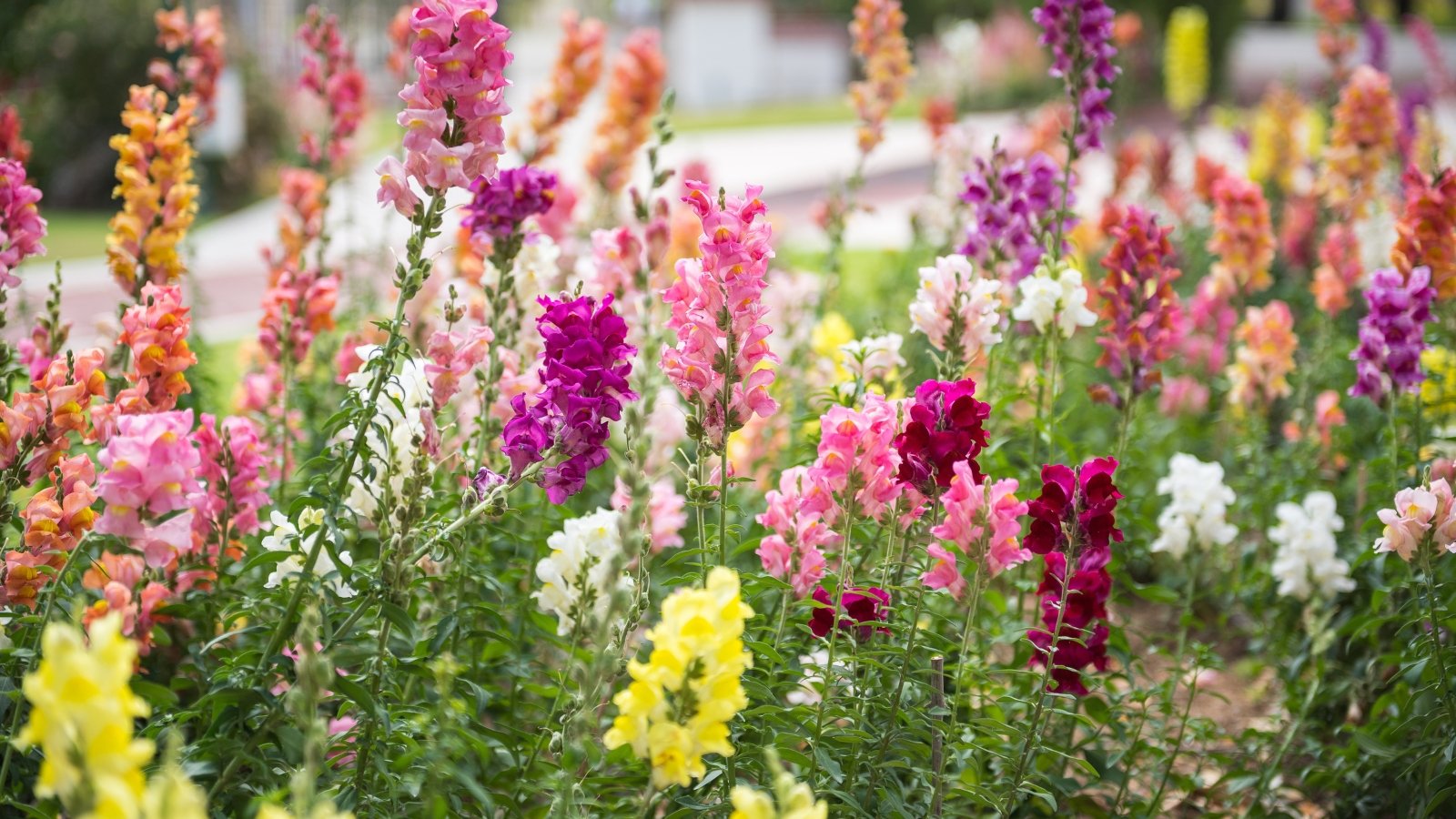 Flowering plants with tall upright stems are covered in dense spikes of tubular blossoms in mixed bright colors, rising above green foliage in a sunny flower bed.