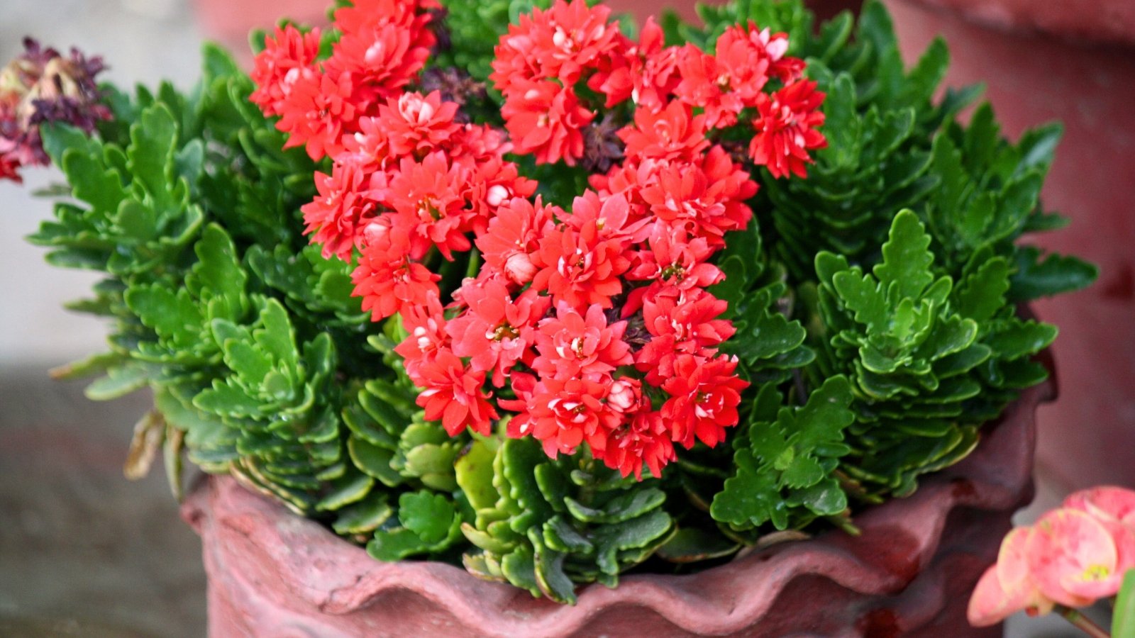 A terracotta pot holds a Flaming Katy with clusters of vivid red star-shaped flowers rising above glossy dark green leaves.
