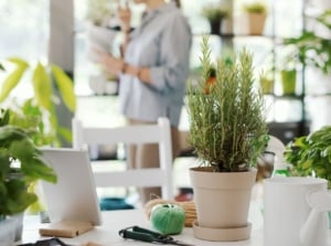 Thanksgiving herbs indoors placed in several pots with twine scattered on the table with a woman in the background taking a break from working on the plants