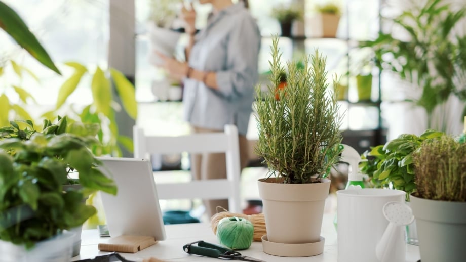 Thanksgiving herbs indoors placed in several pots with twine scattered on the table with a woman in the background taking a break from working on the plants