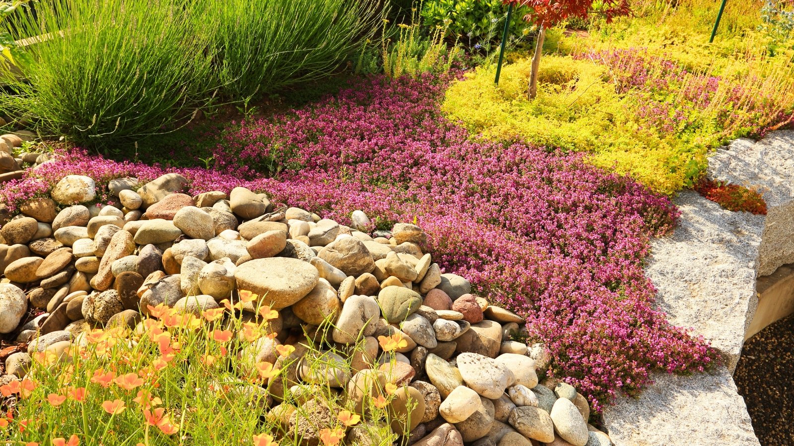 A colorful groundcover features a solid patch of tiny, dense magenta blooms and a swath of fine, lime-green foliage, both spilling over a mound of rounded stones.