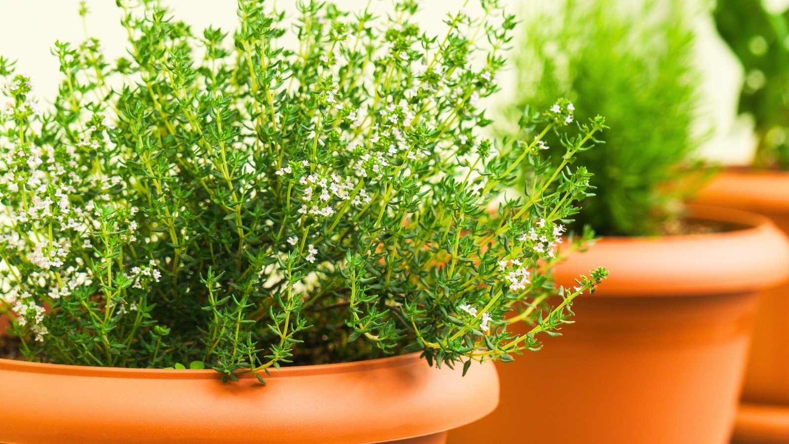A dense, low-growing mound of tiny, dark green leaves and small white to light pink flowers fills a terracotta pot.