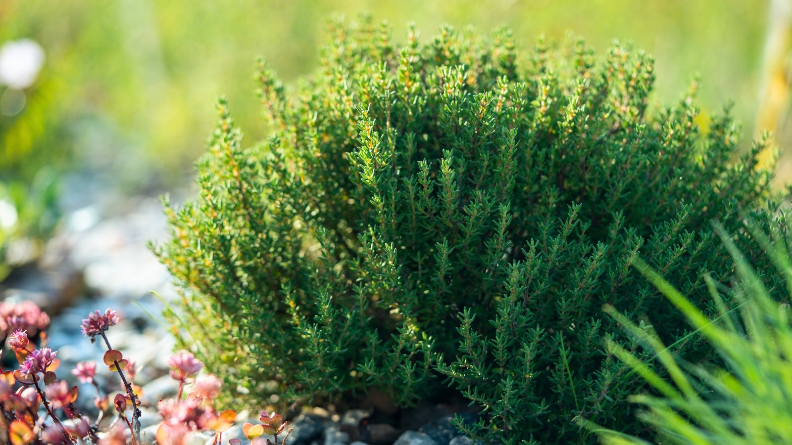 A compact, bushy mound of numerous thin, woody stems covered in tiny, dark green, needle-like leaves forms a low shrub.