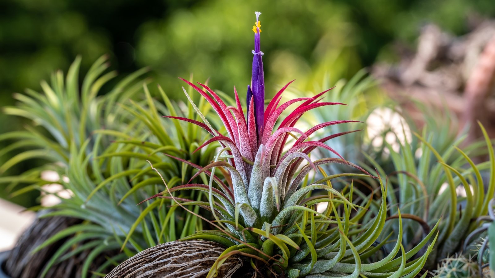 A small air plant displays spiky silver-green leaves that turn bright red at the center, with tubular violet flowers tipped with yellow emerging from the rosette.