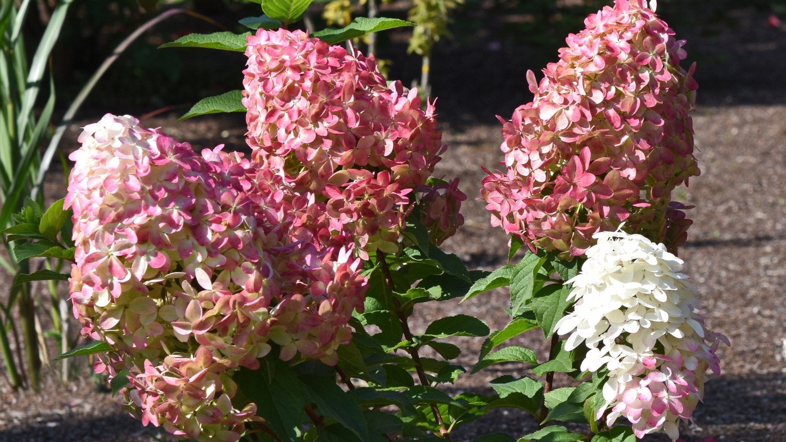 Small, conical clusters of creamy white flowers transitioning to a pinkish hue emerge from short, green stems with glossy, serrated leaves, creating a delicate and vibrant garden display.