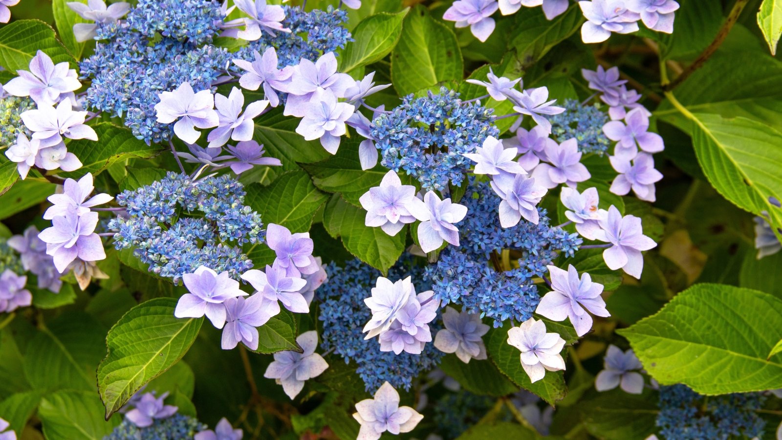 Compact clusters of small, delicate pale blue flowers with rounded petals and dark green, serrated leaves forming a low, bushy plant.
