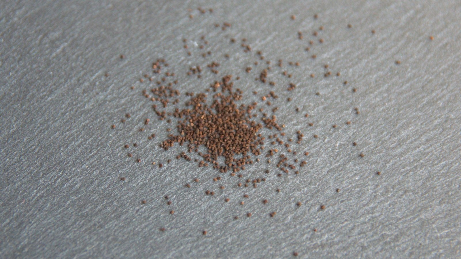 A small pile of tiny, light brown seeds rests on a grey surface, each seed smooth and oval-shaped.