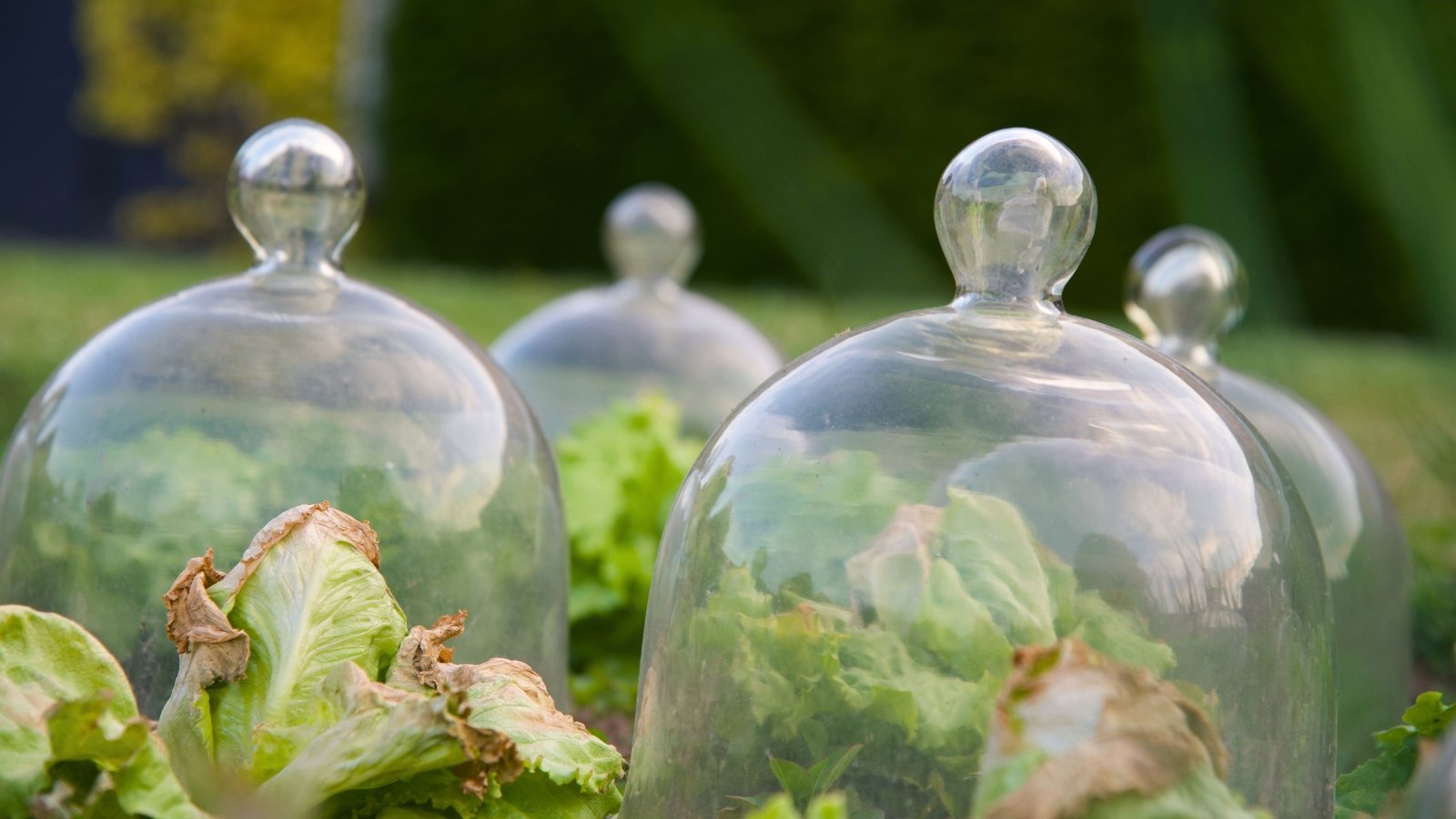 Close-up of traditional glass cloches covering tender lettuce plants with slightly damaged foliage.