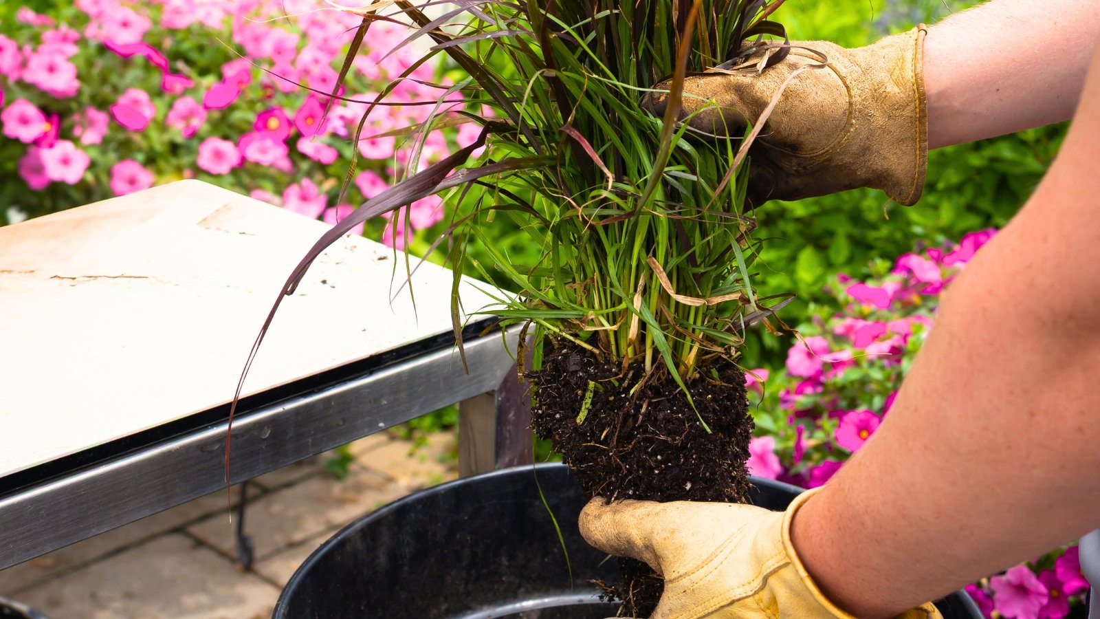 A gardener wearing yellow gloves lifts an ornamental grass with long, purple leaves and a compact root ball, placing it carefully into a large black plastic pot.