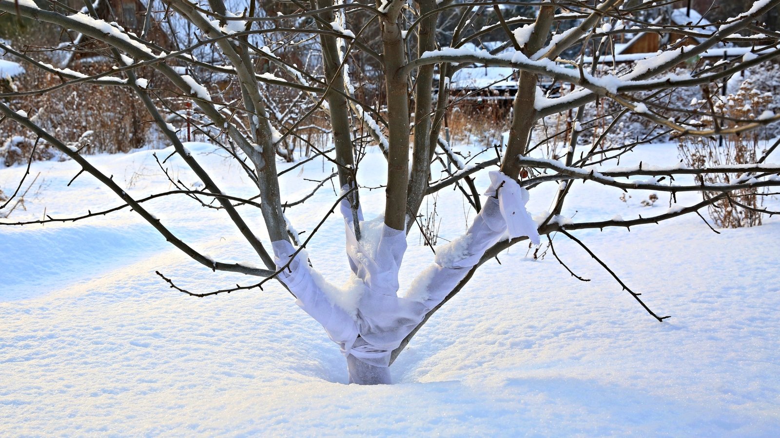 Tree trunk wrapped in white cloth for winter protection, standing in a garden with snow-covered soil.