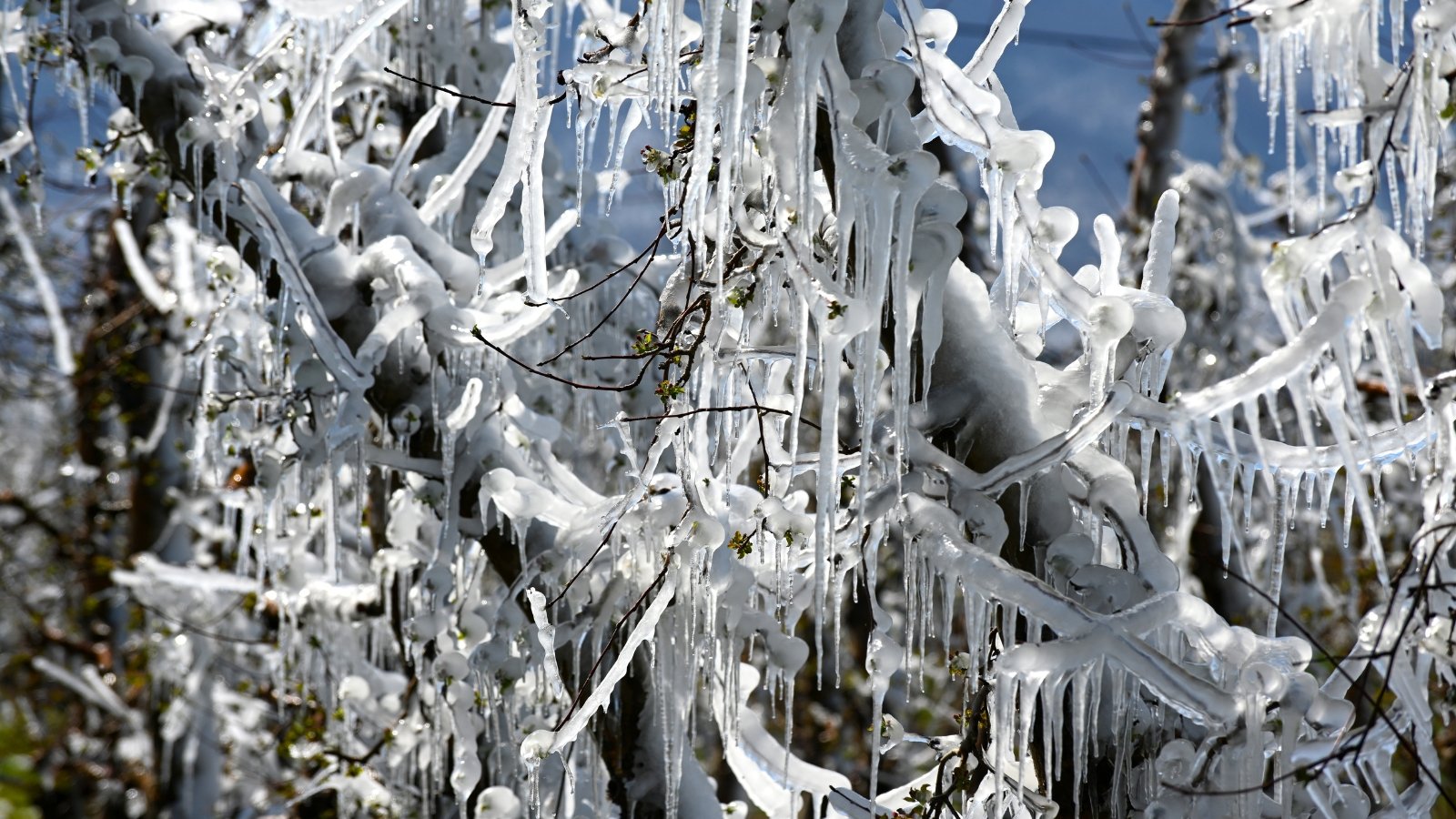 Tree branches are covered with a thick layer of ice in the winter garden.