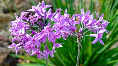 A loose, spherical cluster of small, star-shaped, pale purple flowers tops a slender stem above strappy green foliage.