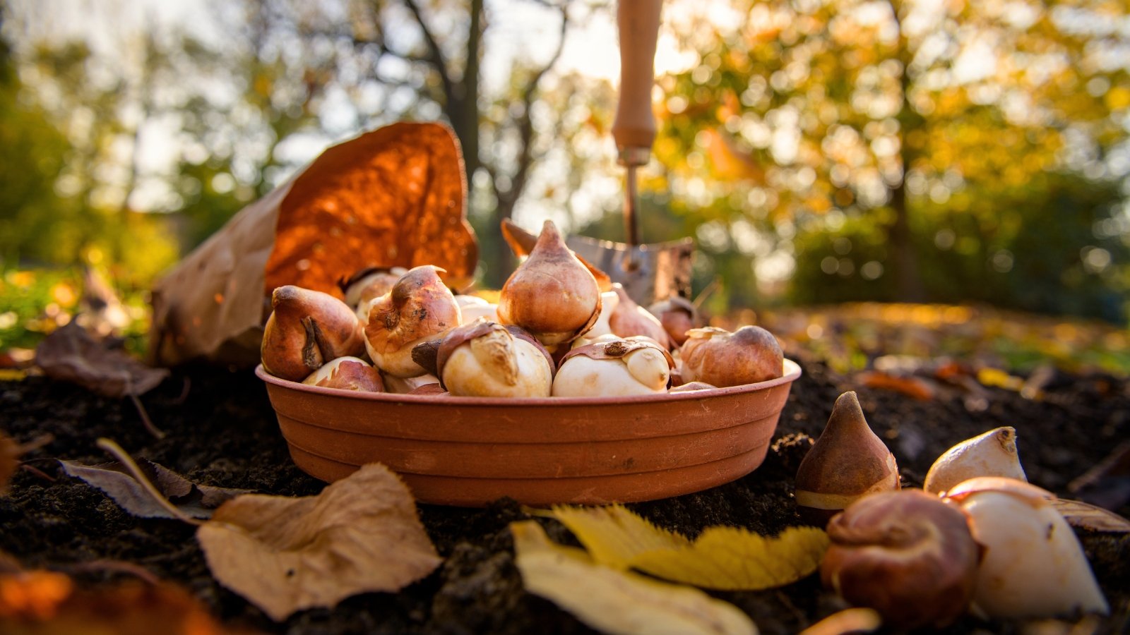 A clay bowl full of fresh tulip bulbs sits in a garden bed, the soil sprinkled with autumn leaves.