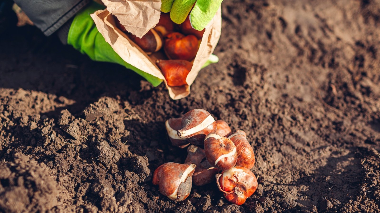 Woman gardener’s hands in gloves pouring tulip bulbs from a paper bag onto the soil.