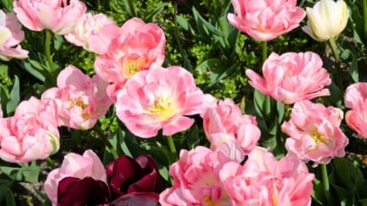 11 Most Fragrant Flowering Bulbs