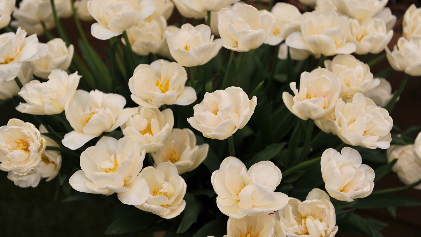 A cluster of fluffy, double-petaled, pure white blossoms with a pale yellow center forms a dense, rounded mound.