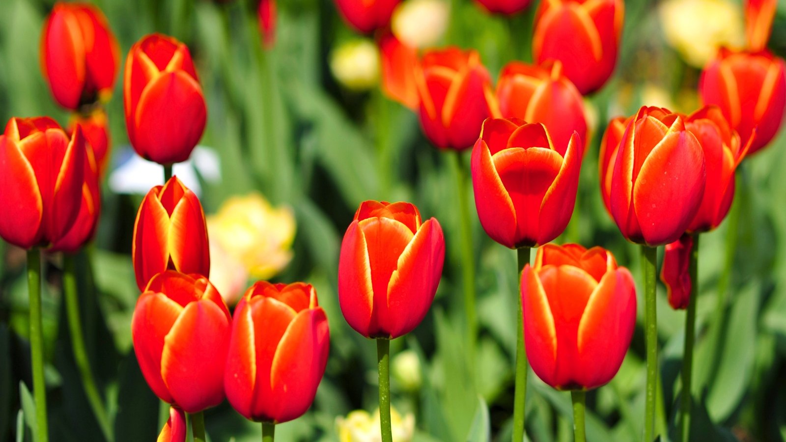 Bright, cup-shaped, scarlet-red flowers with a clearly defined golden-yellow border along the edge of each petal stand upright on smooth green stems.