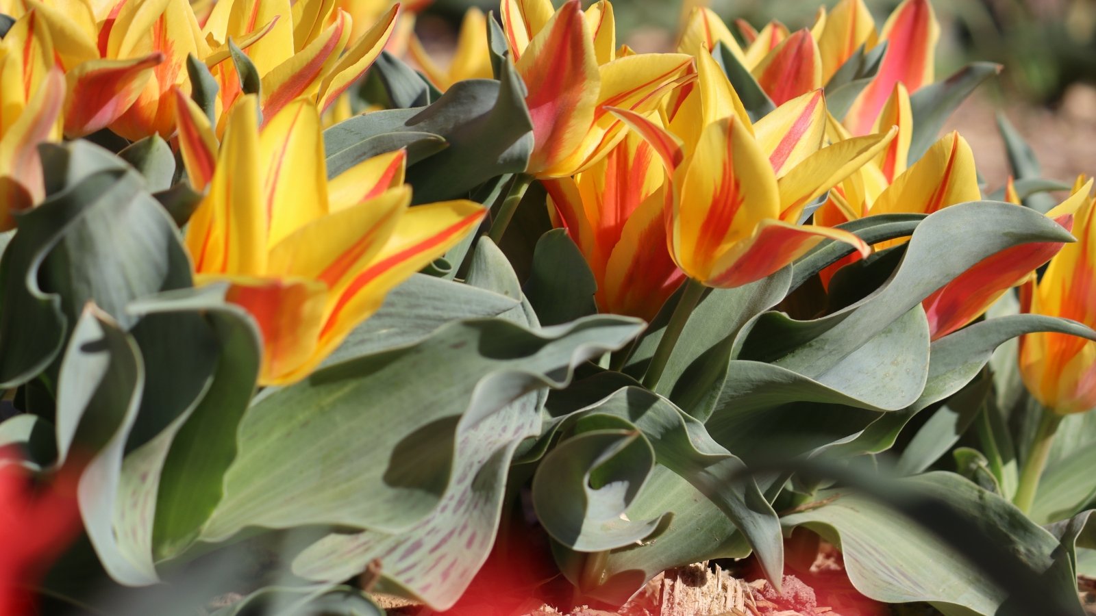 Bright yellow tulip flowers with red stripes rise above broad, bluish-green mottled leaves in a spring garden.