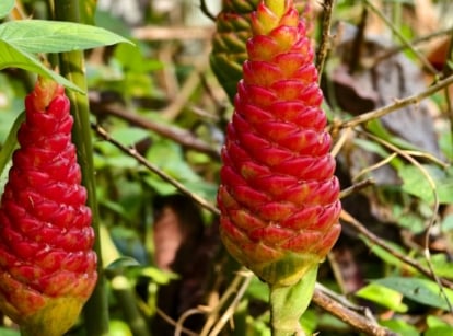 Two lovely flowers of pine cone ginger varieties November, appearing to have bright red blooms surrounded by green foliage