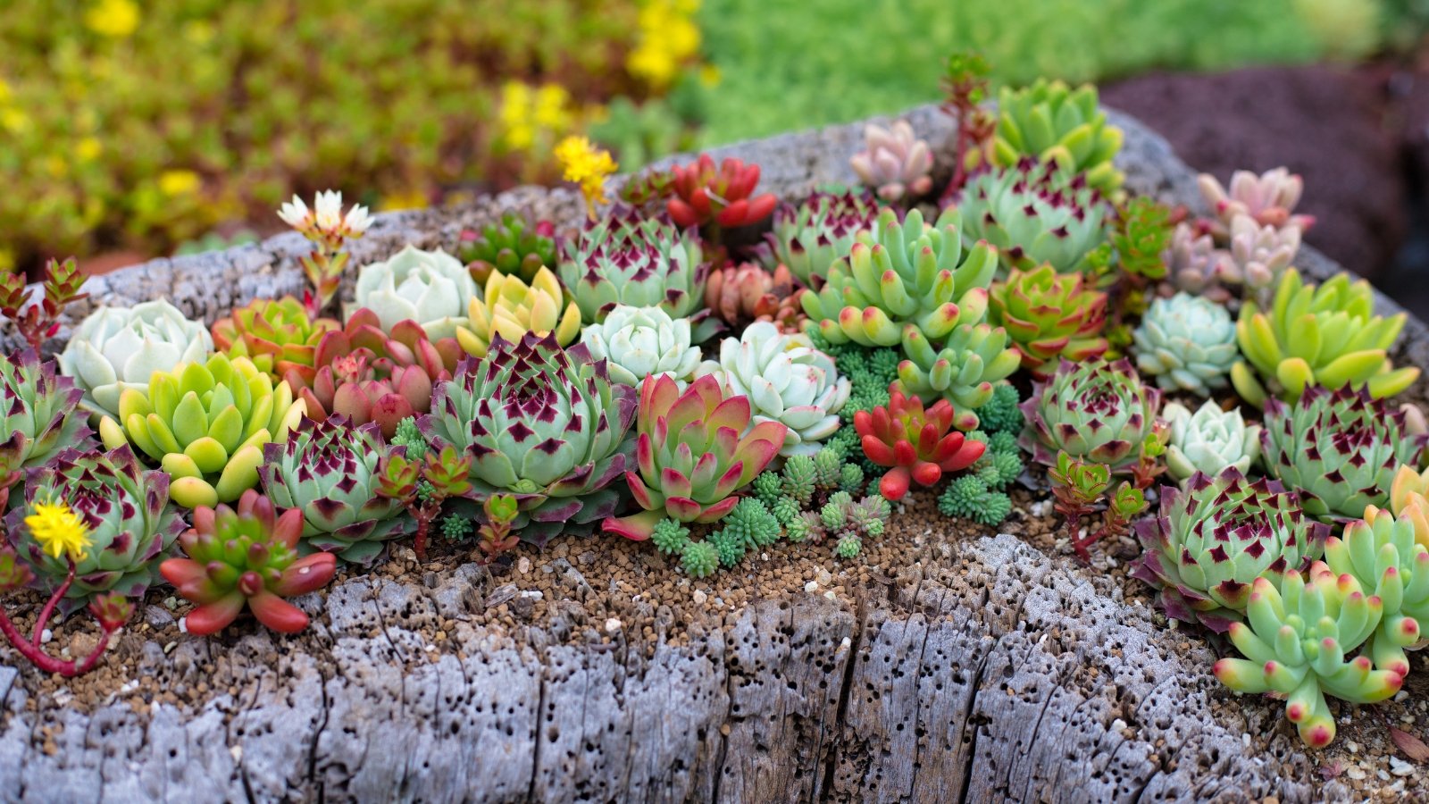 A tree stump serves as a natural display stand for various multicolored succulents with rosettes in shades of green, purple, pink, and blue.