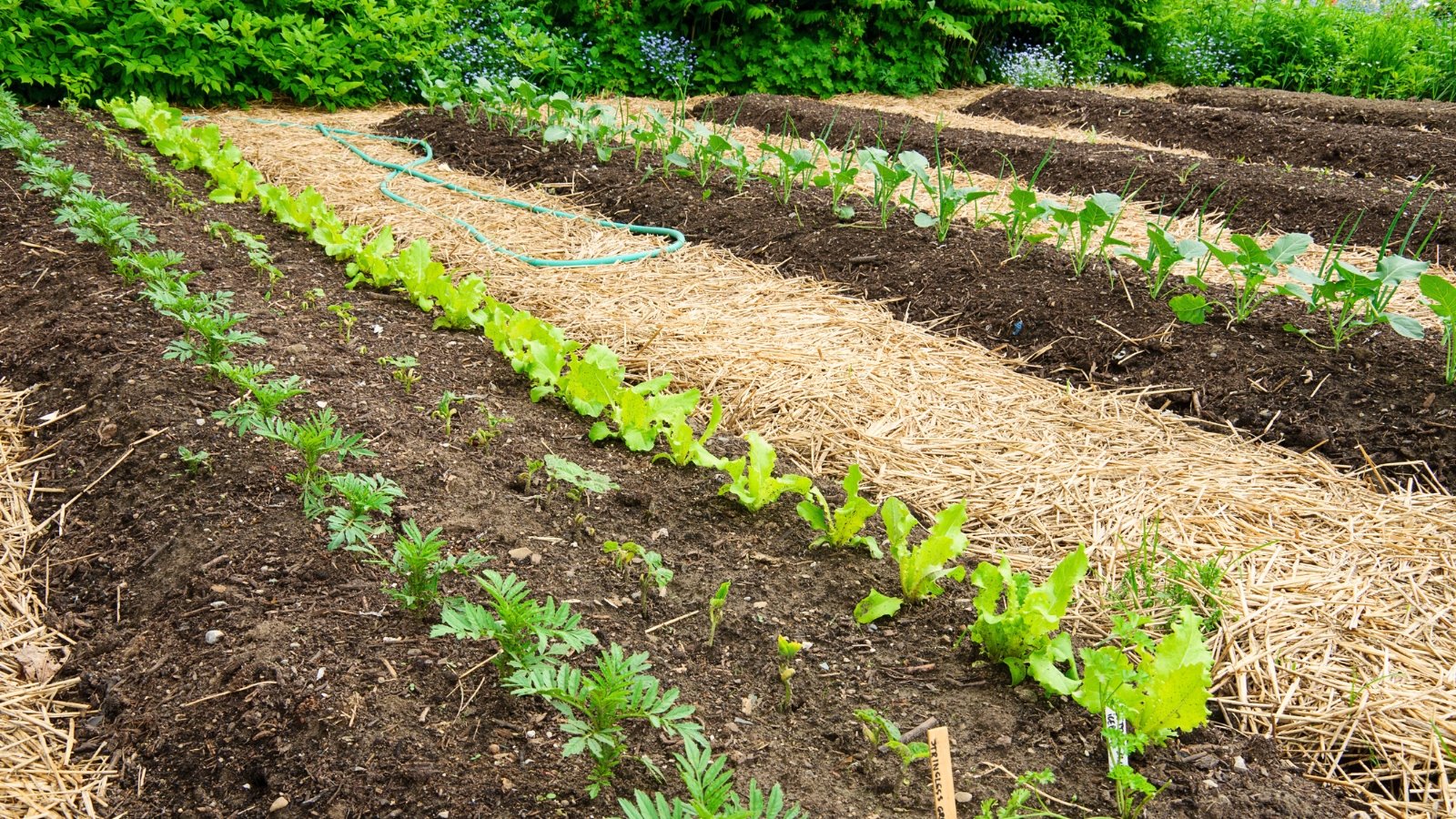 A young vegetable garden features rows of cabbage, beets, lettuce, and other greens, with soil mulched by dark compost and golden straw for healthy growth.