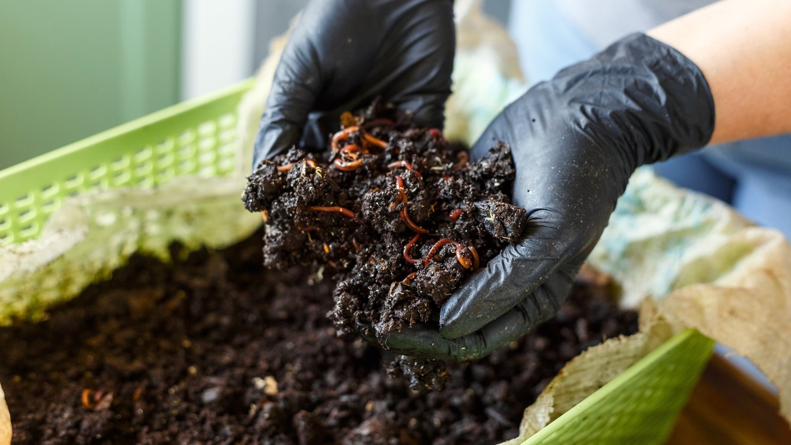 Woman’s hands in black gloves holding a handful of wet soil with red worms above a homemade worm composting bin.
