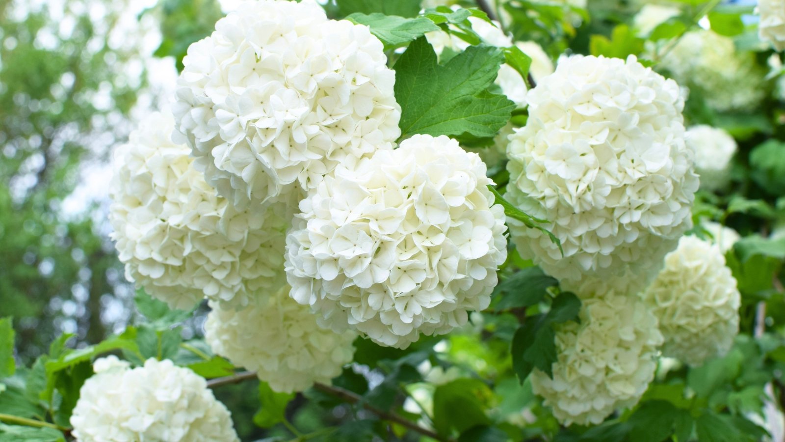 Large, dense, rounded clusters of small, pure white flowers with a ruffled, cloud-like texture cover the branches.