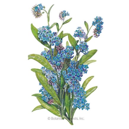 Victoria Blue Forget-Me-Not Seeds