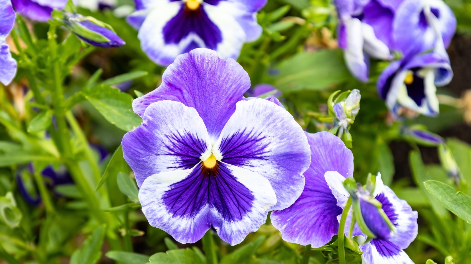 A large blossom featuring ruffled purple and white petals with a striking deep violet-purple center and a yellow eye.