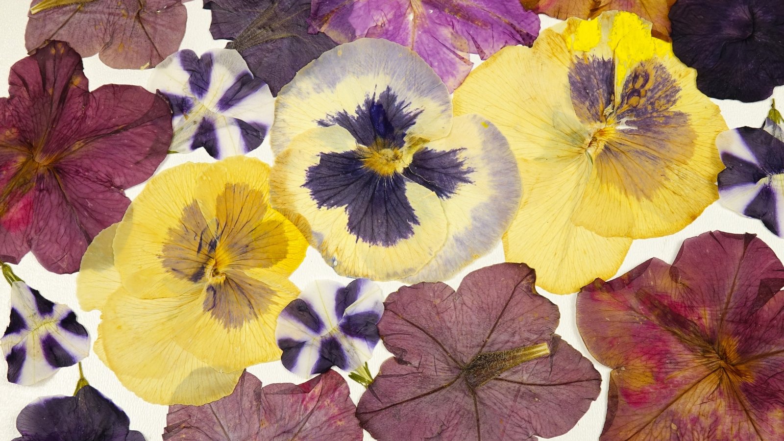 Multicolored pressed pansy flowers with overlapping, rounded petals and intricate dark centers arranged on a clean white background.
