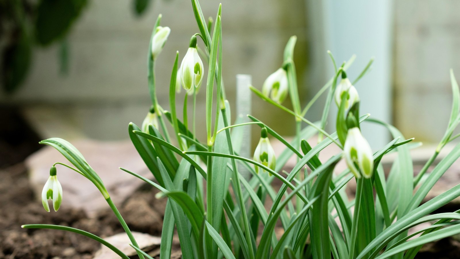 Clusters of delicate snowdrops bloom on slender green stems, each flower featuring white petals with soft green tips on both inner and outer edges, surrounded by narrow, grass-like leaves in a sunlit garden.
