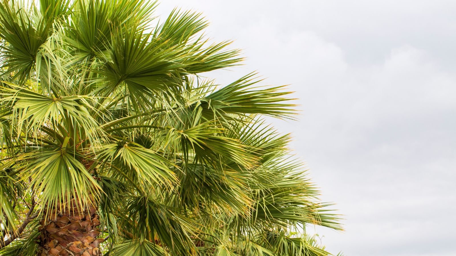Washingtonia filifera on a cloudy day, appearing to have large and lovely green fan-like leaves attached to thick trunks
