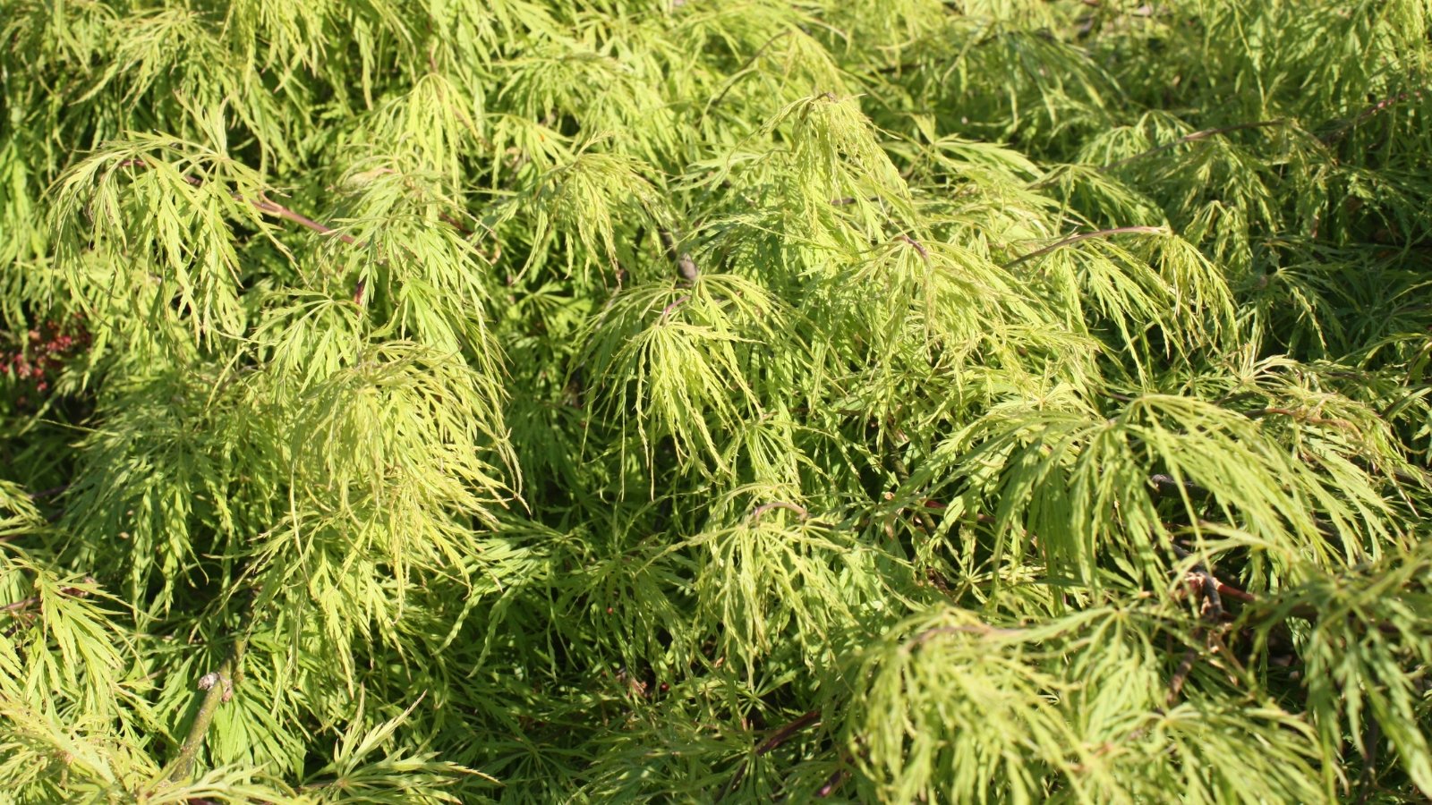 Weeping branches cascade gracefully, covered with finely cut, bright green leaves with deeply serrated edges and delicate lobes.