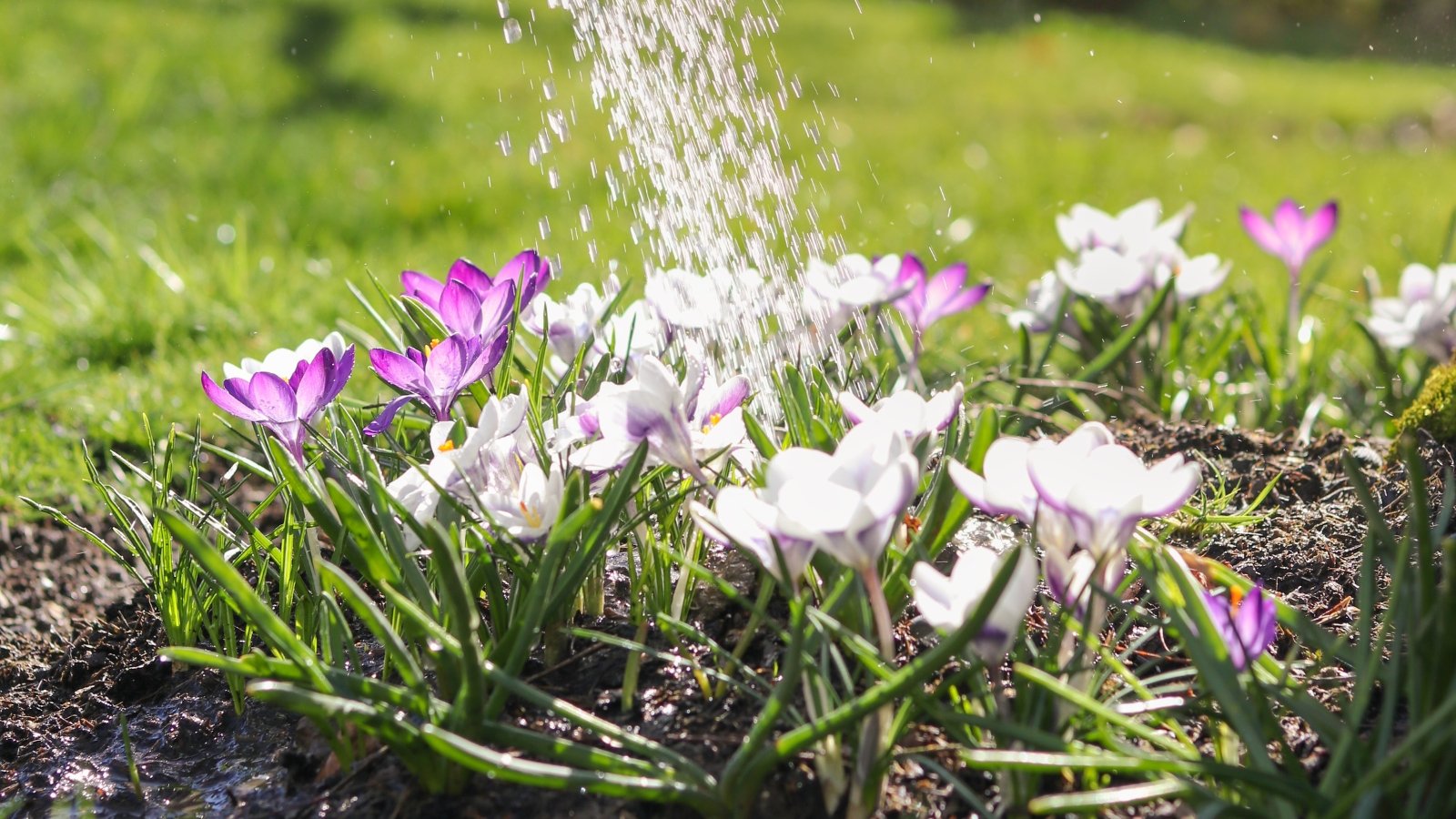 Blooming purple and white crocus flowers are drenched by streams of water from a watering can, their slender green leaves glistening in the sunny garden.