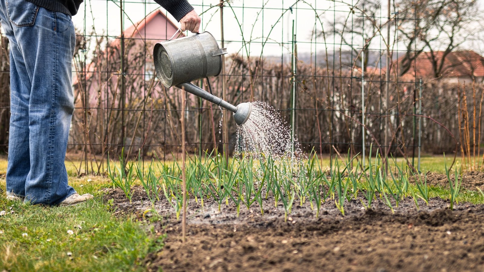 A senior man waters neat rows of green garlic plants with long, slender leaves using a metallic watering can in the garden.