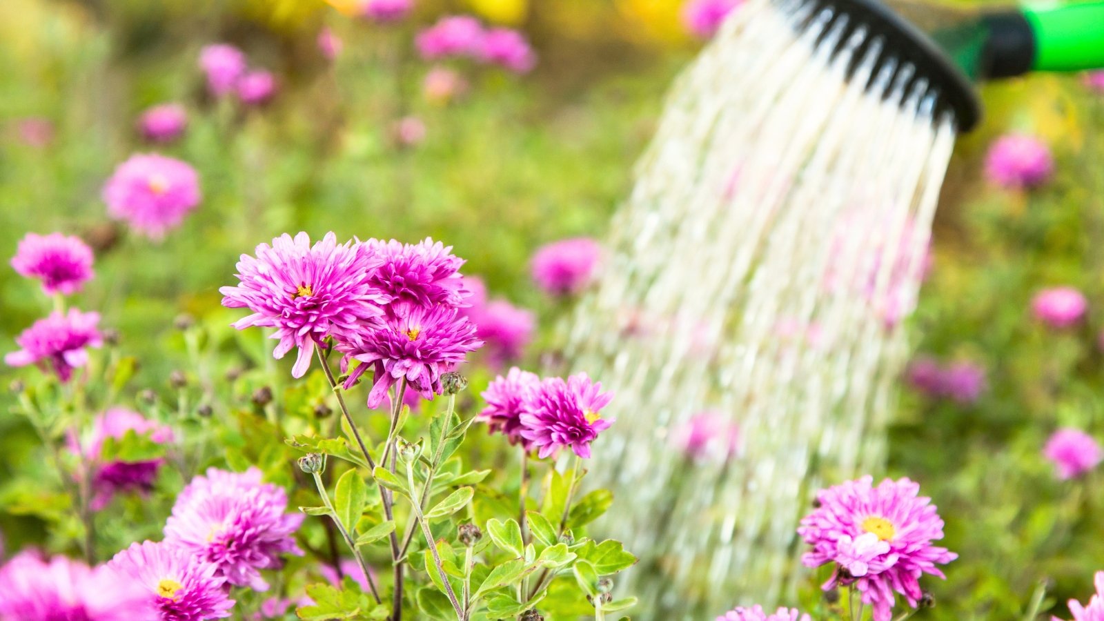 Violet-purple chrysanthemum flowers with layered petals and dark green leaves are being watered from a green watering can.