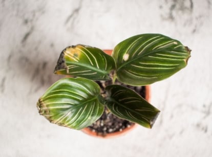 Ways to save dying calathea, appearing to be a mid shot of the plant with deep green, patterned leaves with drying edges that look dry, brown and damaged