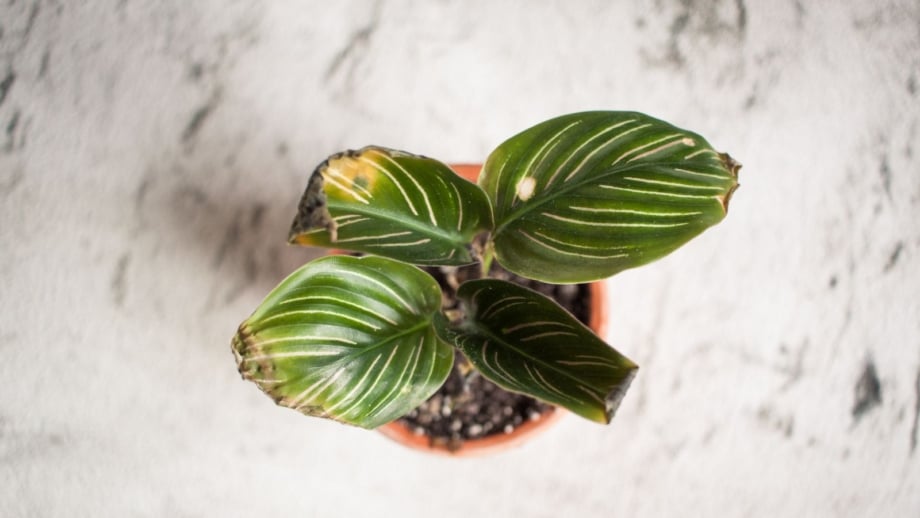 Ways to save dying calathea, appearing to be a mid shot of the plant with deep green, patterned leaves with drying edges that look dry, brown and damaged