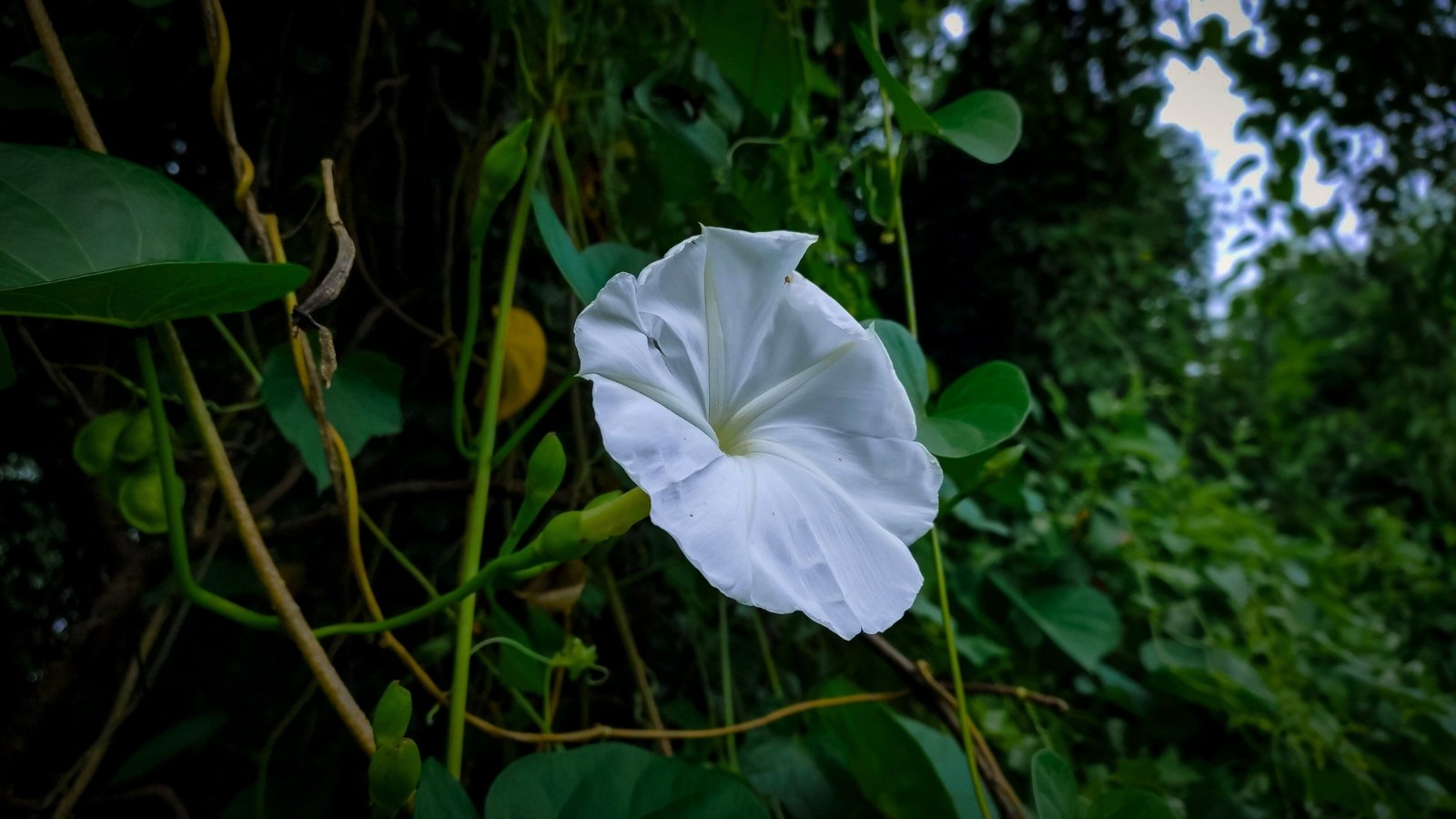 A large white beach moonflower blooms with trumpet-shaped petals, surrounded by thick green stems and broad, heart-shaped leaves with prominent veins.