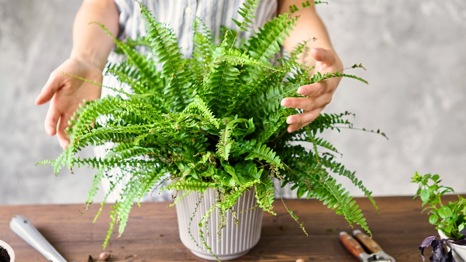 A woman inspects the potted fern, carefully checking its delicate green fronds for signs of pests or diseases.