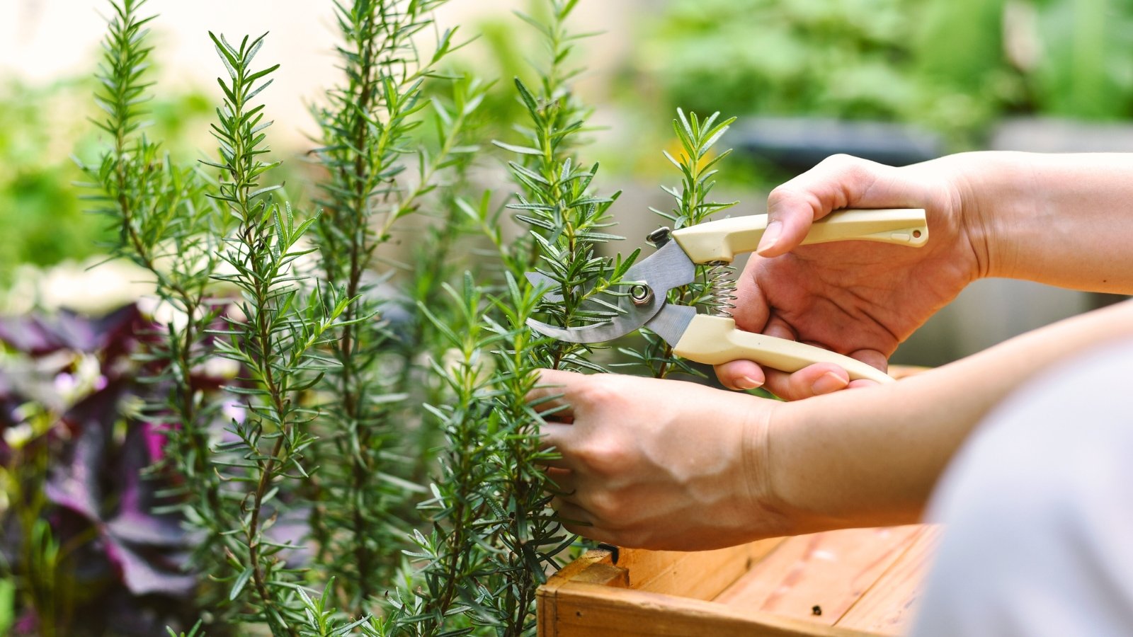 A woman with pruning shears trims rosemary herb stems in a raised bed with other greens looking blurry in the background