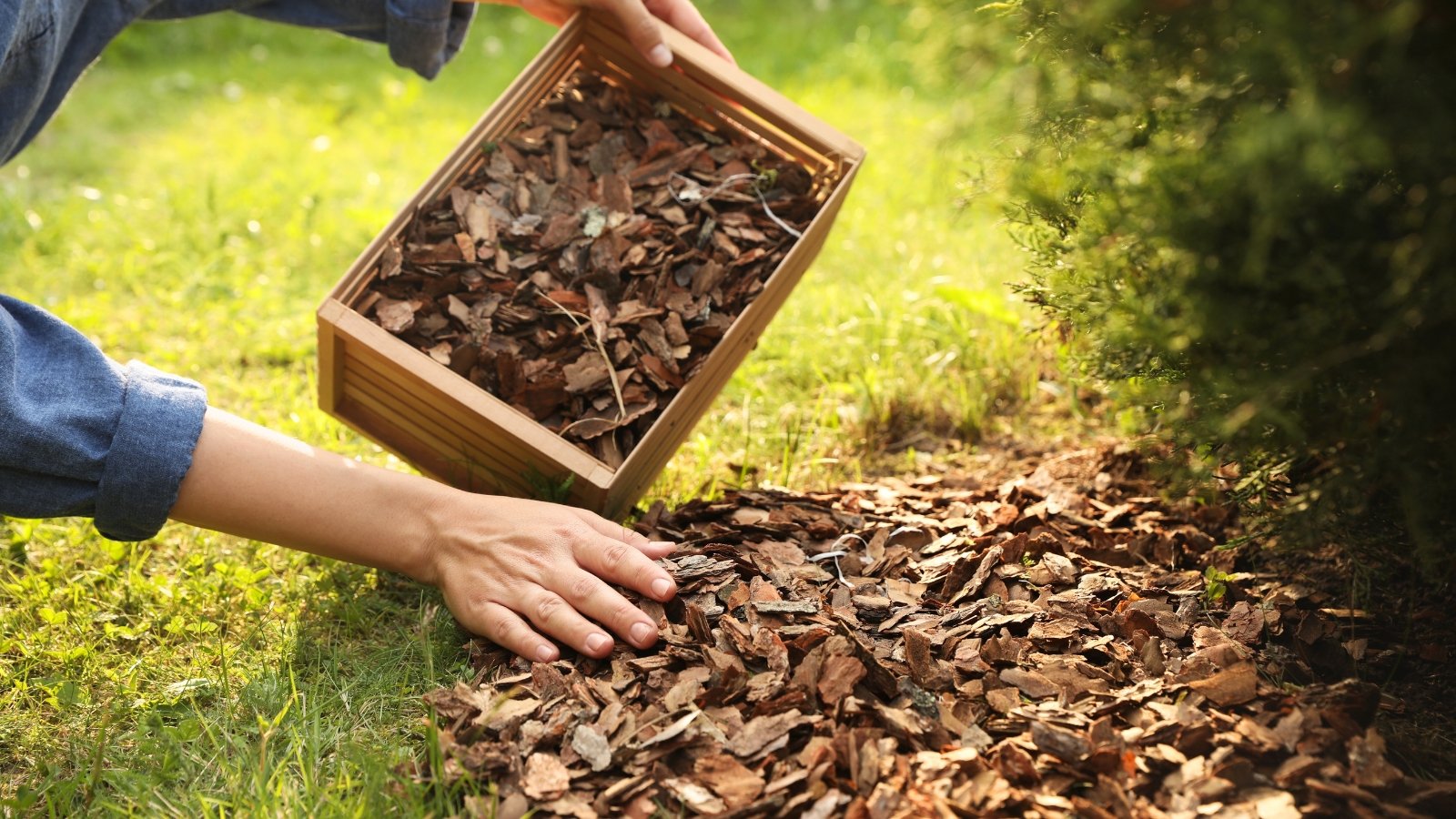 A woman mulches the soil around a perennial plant with bark chips poured from a wooden crate.
